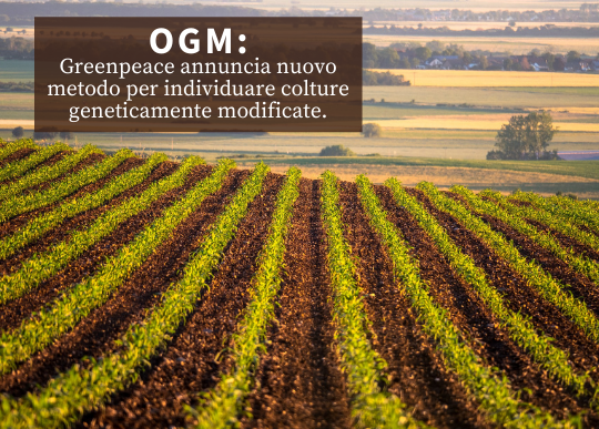 ogm greenpeace.png